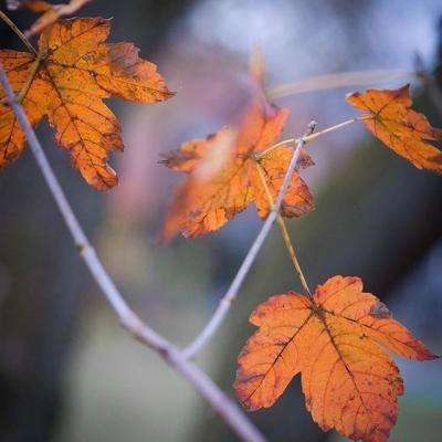 三张牌下载金花免费